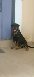 1+ Year Old Female Purebred Rottweiler - 4