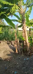 1 Plot of Residential Land for Sale in Haatso Boshye - 2