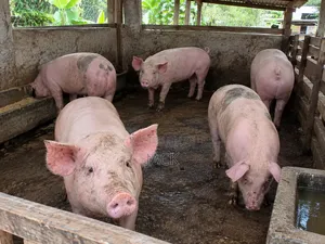 Live and Frozen Pigs for Sale