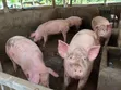 Live and Frozen Pigs for Sale - 2
