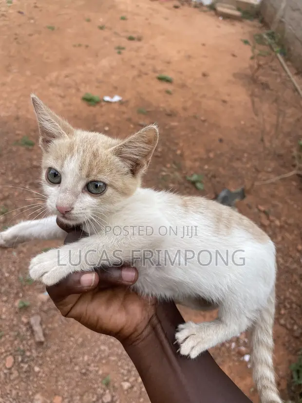 Female Mixed Breed Cat (1-3 Months) - 1
