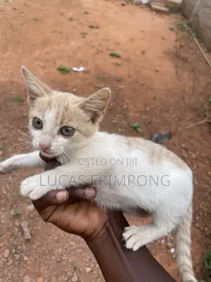 Female Mixed Breed Cat (1-3 Months)