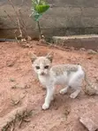 Female Mixed Breed Cat (1-3 Months) - 2
