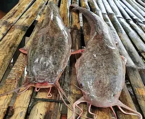 Farm-Fresh Catfish