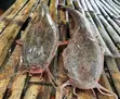 Farm-Fresh Catfish - 1