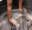 Farm-Fresh Catfish - 2