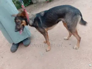 6-12 Month Male Purebred German Shepherd