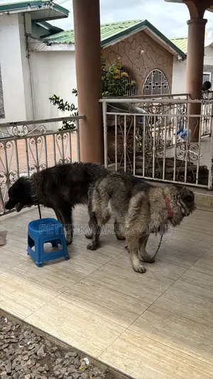 Purebred Caucasian Shepherd - 1+ Year Male