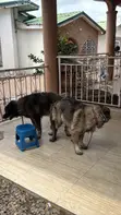 Purebred Caucasian Shepherd - 1+ Year Male - 1