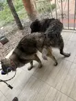 Purebred Caucasian Shepherd - 1+ Year Male - 2
