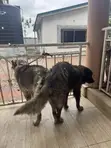 Purebred Caucasian Shepherd - 1+ Year Male - 3