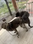 Purebred Caucasian Shepherd - 1+ Year Male - 5