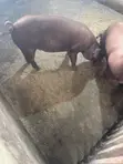 Pure Duroc Weaners for Sale - 1