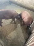 Pure Duroc Weaners for Sale - 2