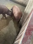Pure Duroc Weaners for Sale - 3