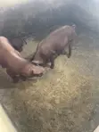 Pure Duroc Weaners for Sale - 4
