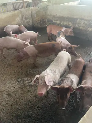Piglets for Sale - Kingdom Afabic Farms