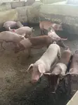 Piglets for Sale - Kingdom Afabic Farms - 1