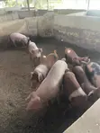 Piglets for Sale - Kingdom Afabic Farms - 2