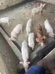 Piglets for Sale - Kingdom Afabic Farms - 3