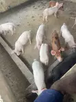 Piglets for Sale - Kingdom Afabic Farms - 4