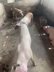 Piglets for Sale - Kingdom Afabic Farms - 5