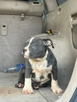 Purebred American Bully Puppies (1-3 Months Old)