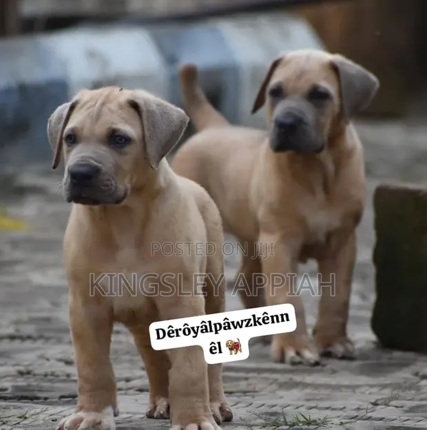 Female Purebred Boerboel Puppy (1-3 Months) - 1
