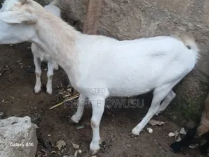 Female Goat for Sale