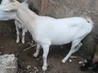 Female Goat for Sale - 1
