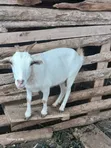 Female Goat for Sale - 2