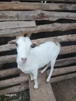 Female Goat for Sale - 3