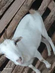 Female Goat for Sale - 4
