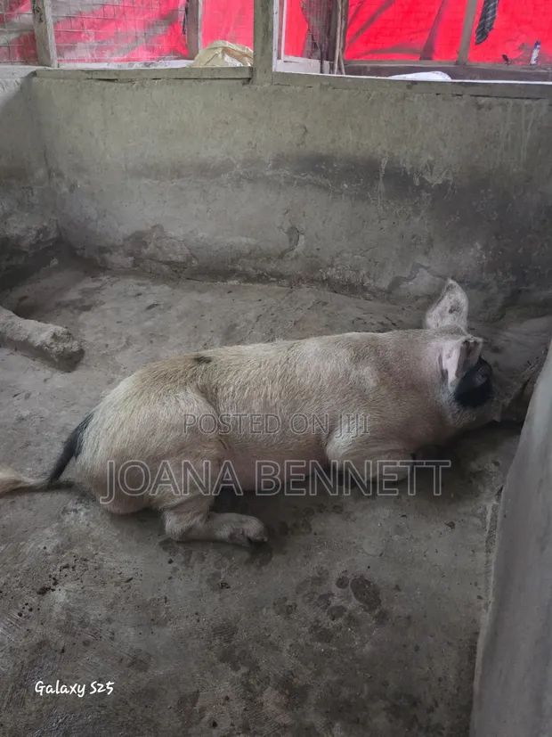 Fat Grown Pigs for Sale - 1