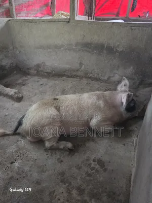Fat Grown Pigs for Sale