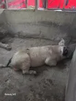 Fat Grown Pigs for Sale - 1