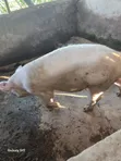 Fat Grown Pigs for Sale - 2