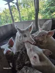 Fat Grown Pigs for Sale - 3