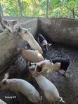 Fat Grown Pigs for Sale - 4