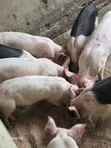 Fat Grown Pigs for Sale - 5
