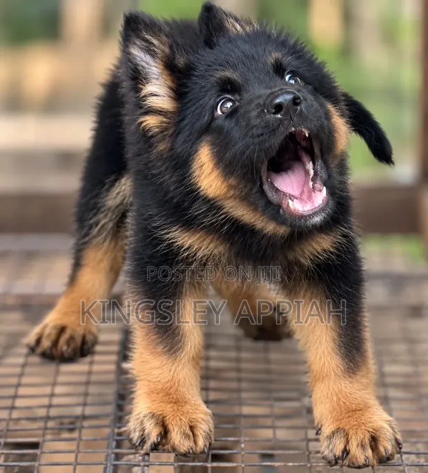 1-3 Month Male Purebred German Shepherd - 1