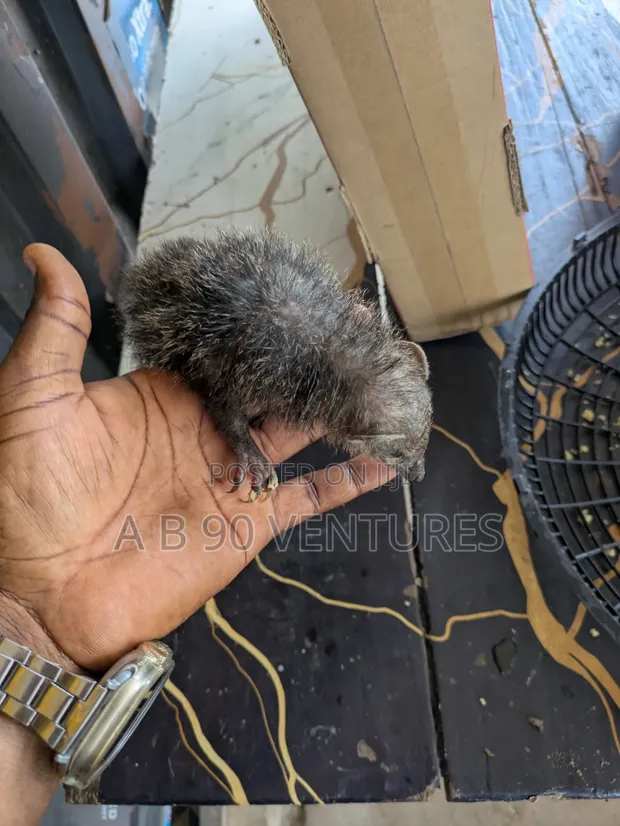 Tamed Mongoose - Ahwiaaa - 1
