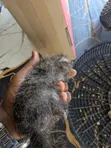 Tamed Mongoose - Ahwiaaa - 3