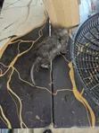 Tamed Mongoose - Ahwiaaa - 4