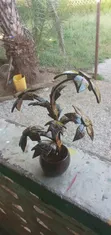 Coconut Shell Flowers - Decorative Pieces - 5