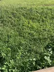 Rans Real Estate | 18 Acres Land for Sale - 2