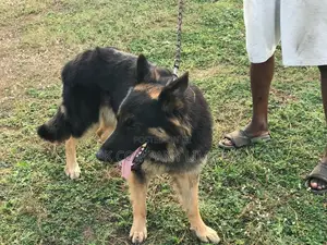Purebred German Shepherd Male - 1+ Year