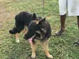 Purebred German Shepherd Male - 1+ Year - 1