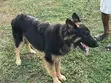 Purebred German Shepherd Male - 1+ Year - 2