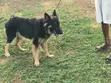 Purebred German Shepherd Male - 1+ Year - 3